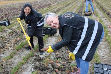 Fazia et Béatrice, salariées de l’épicerie solidaire «Créative». Glanage de carottes à la Cueillette de Hoymille (59).