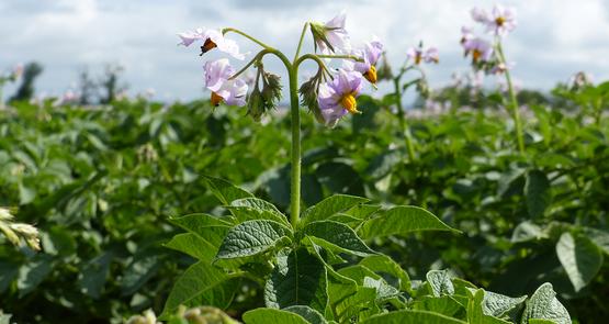 Les besoins en azote dépendent surtout de la longueur du cycle, influencée par la précocité variétale et les conditions climatiques, du type de sol et des objectifs de production.