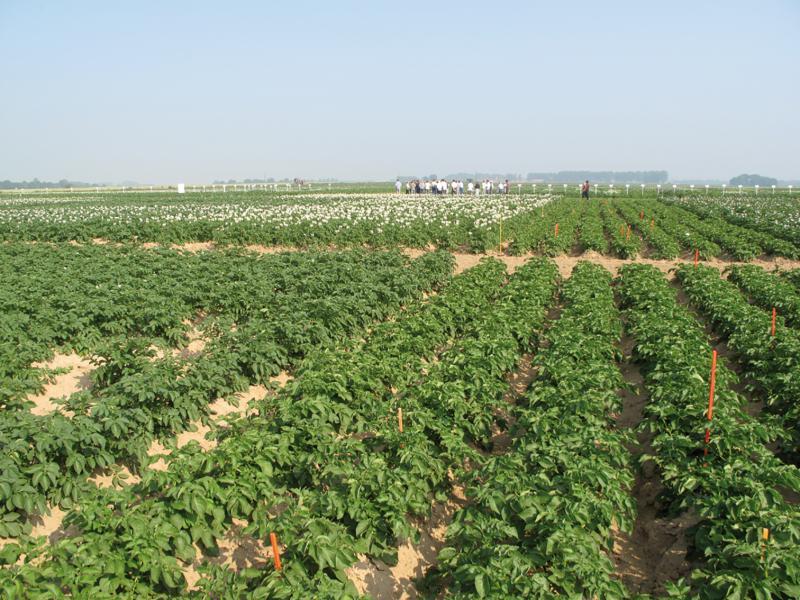 Défanage associer les différentes techniques Action agricole Picarde
