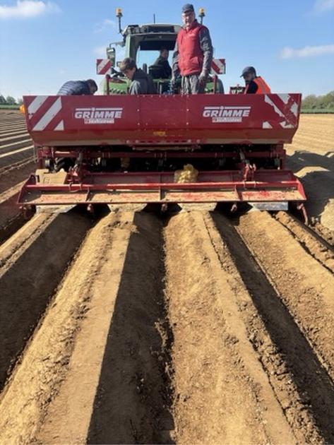 Potatoes | Management of water deficit in potato cultivation: playing the varietal card