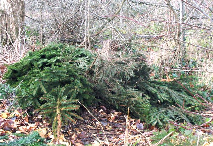 Abandonner son sapin de Noël en forêt ne serait pas sans conséquence pour le milieu naturel.