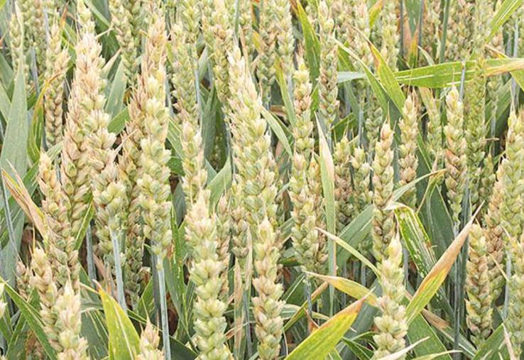 Pour éviter la fusariose, un programme fongicide «épiaison-floraison» est à envisager.