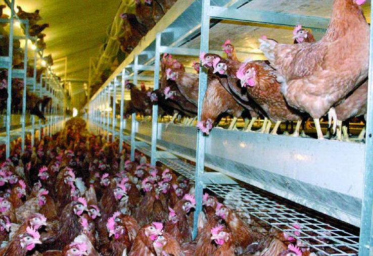 Les difficultés structurelles sur le marché de l’œuf ont conduit à la mise en place d’un fonds d’aides, réservé aux éleveurs spécialisés (au moins 80 % de leur chiffre d’affaires avec la production d’œufs) en difficulté (au moins 30 % d’endettement.