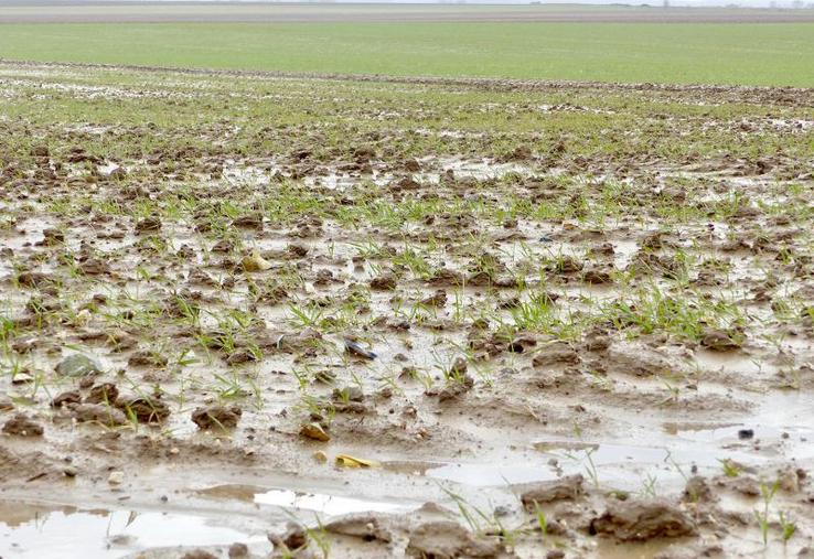 Les cumuls de pluie ont perturbé l’implantation des céréales. Conséquences : des pertes de pieds ou des symptômes de phytotoxicité peuvent s’observer.