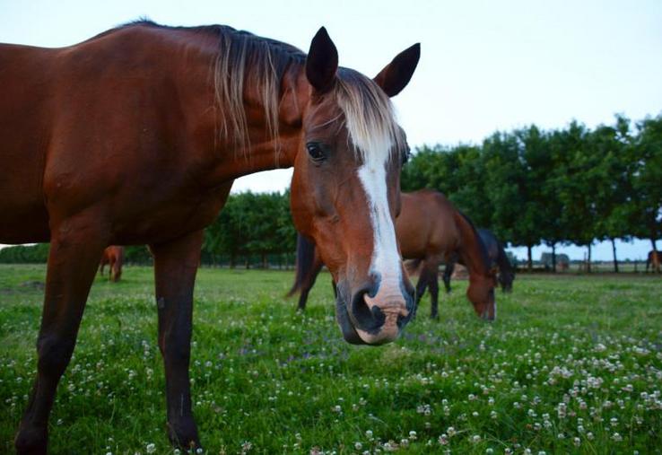 Aucun antidote de la toxine n’existe actuellement.  Les cas de guérison sont rares, et dépendent du taux d’empoisonnement.