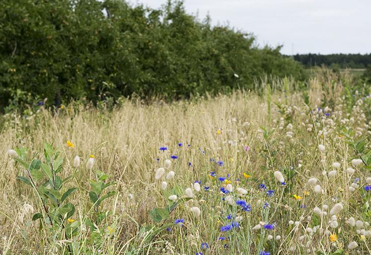 Parmi les mesures, la possibilité d’utiliser des jachères pour n’importe quelle culture.
