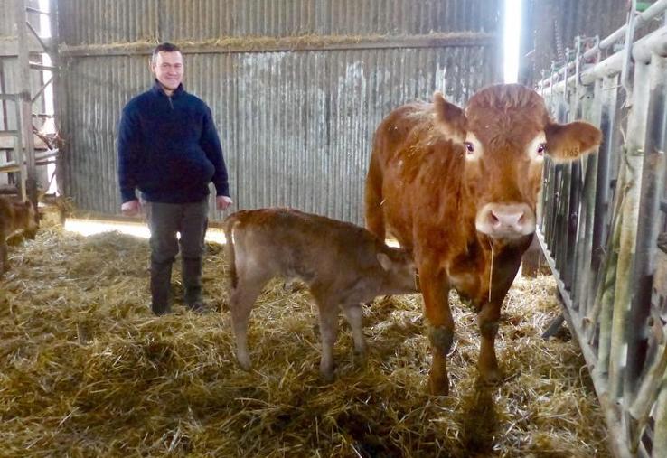 Arnaud a débuté l’élevage d’allaitantes avec une petite vingtaine de mères en 2018 et espère atteindre vingt-cinq à trente mères. Cette année, les premières génisses nées sur place donnent leur premier veau. 