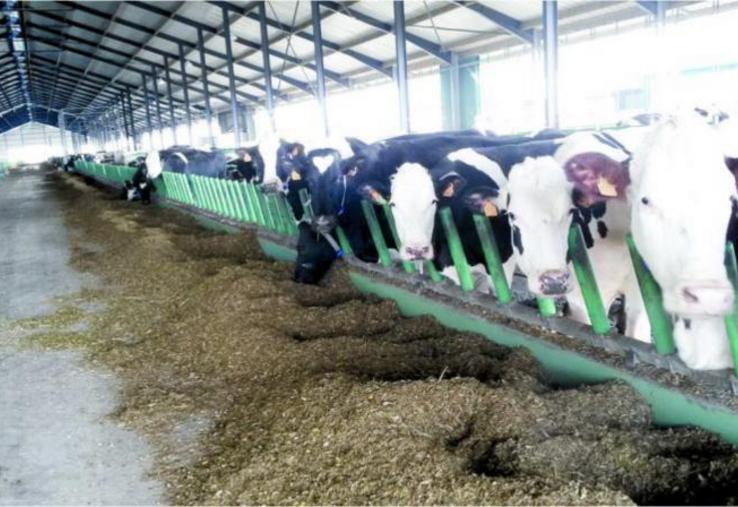 Bloquée à 800 vaches en production actuellement sur son site de Drucat, et suite à la défection de son acheteur, la Ferme des 1000 vaches met un terme à son activité laitière au 1er janvier 2021.