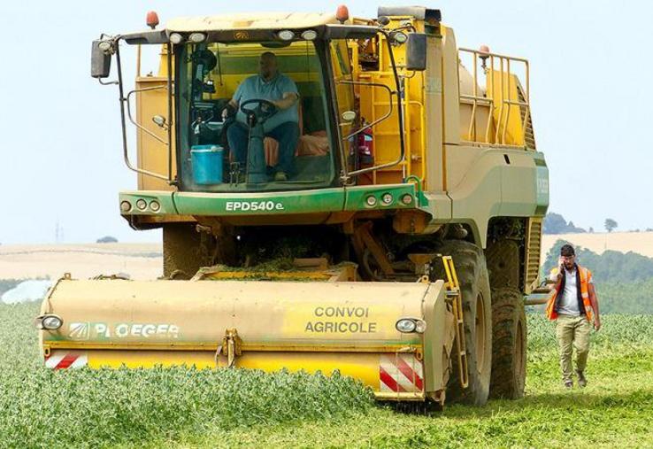 La récolte de petit pois, légume phare de la filière française, est une nouvelle fois très mauvaise.