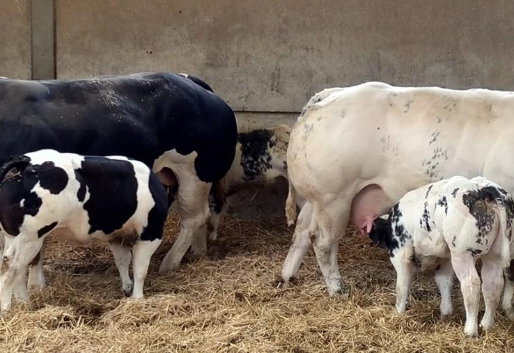 La race Blanc Bleu Belge, race emblématique de nos voisins belges.