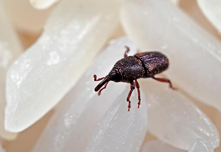 Après incubation, c’est le charançon du riz qui prédomine avec plus de 50 %  de l’effectif total d’individus observés.