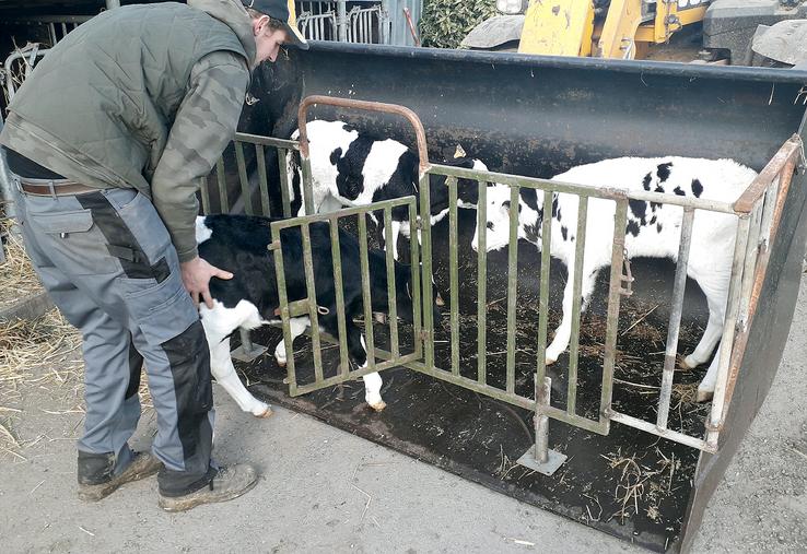 Le transport des veaux est réalisé en toute sécurité, sans stress pour l’éleveur et l’animal.
