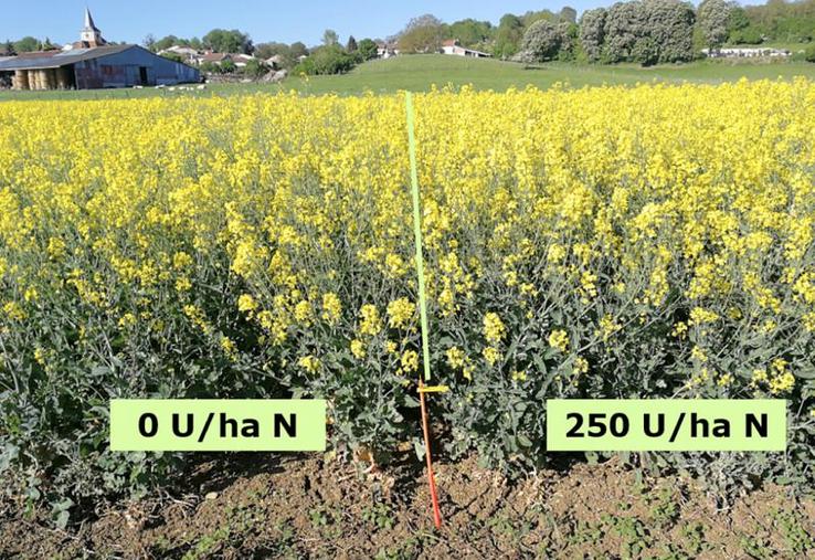 Dans cet essai réalisé en Lorraine, en 2018, la dose calculée avec la réglette est de 0 unité pour un objectif de 40 qx/ha (Biomasse SH : 3,8 kg/m², pas d’apport de MO).