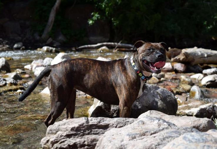 La comparaison entre la mâchoire du chien Curtis et les traces de morsures retrouvées sur le corps d'Elisa Pilarski coïncident selon un rapport d'experts (illustration)