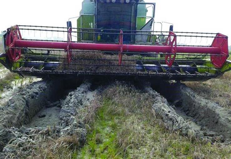 Difficile pour les moissonneuses-batteuses d'entrer dans les parcelles sous peine de s’enliser.