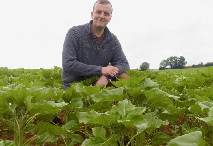 Gaëtan Dufrenoy : «Le prix de vente du tournesol est similaire à celui du colza, mais la marge brute devrait être 
supérieure puisque les coûts d'intrants sont plus faibles.»