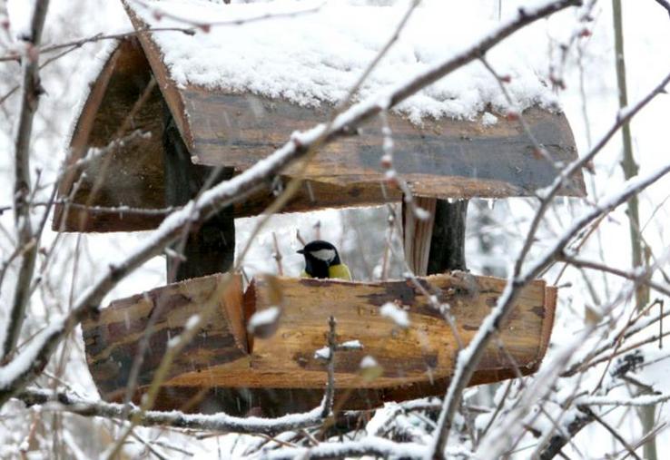 Nourrir les oiseaux en période hivernale peut avoir des conséquences sur leur santé si certaines attentions ne sont pas suivies.