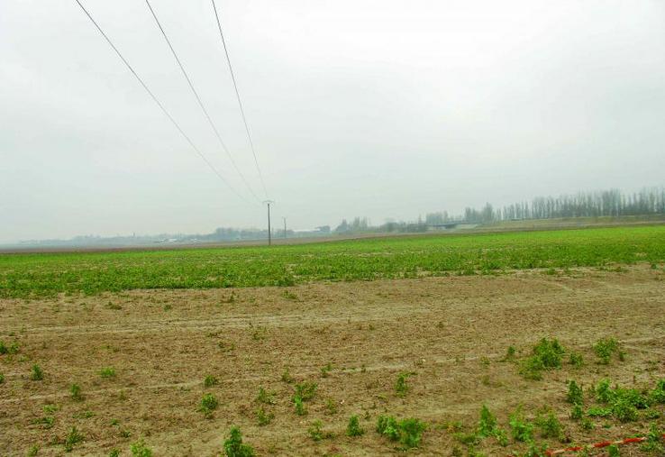 Dégâts de lapins sur colza.