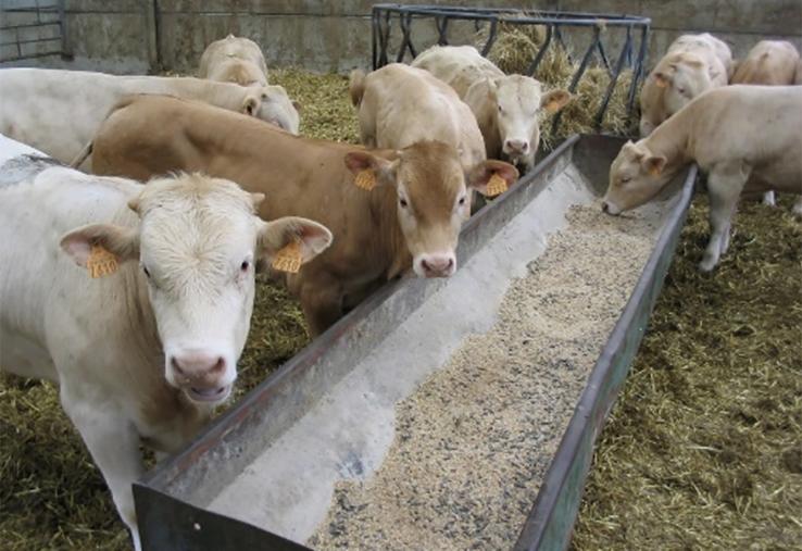 Attention à ne pas brader trop vite vos animaux ! 