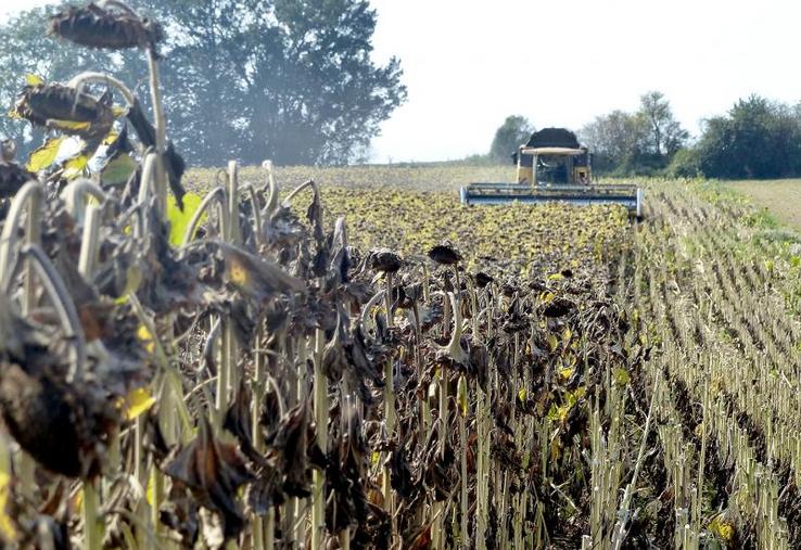 Cette année, le mois de septembre chaud et sec réunissait les meilleures conditions pour la récolte des tournesols.