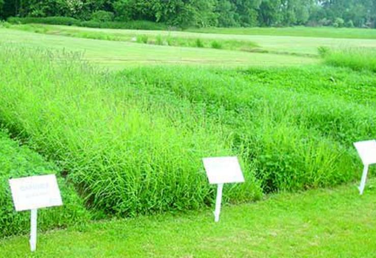 CP11 collection fourragères.