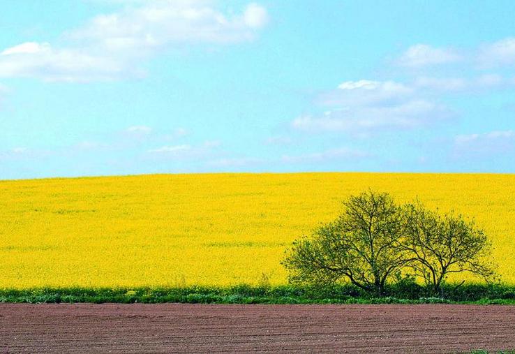 Terres Univia est la désormais nouvelle identité de l’interprofession des huiles et protéines végétales.
