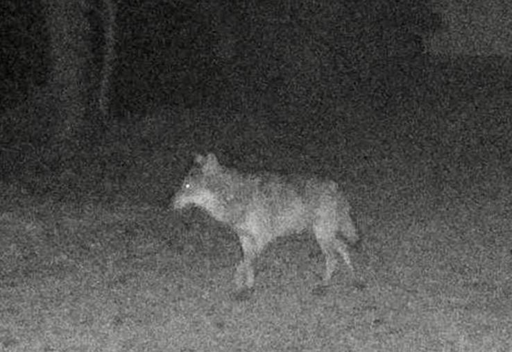 En Seine-Maritime, l'animal pris en photo début avril est bien un loup. A-t-il pu "migrer" jusque dans la Somme et y commettre des méfaits ?