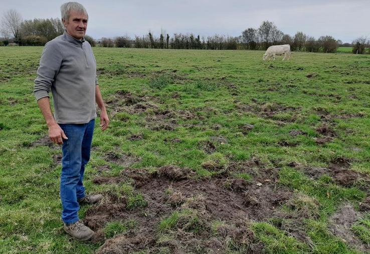 Chez Bernard Cagny, ce ne sont pas "de petits dégâts" qui sont constatés dans ses pâtures, sur la commune de Quend.