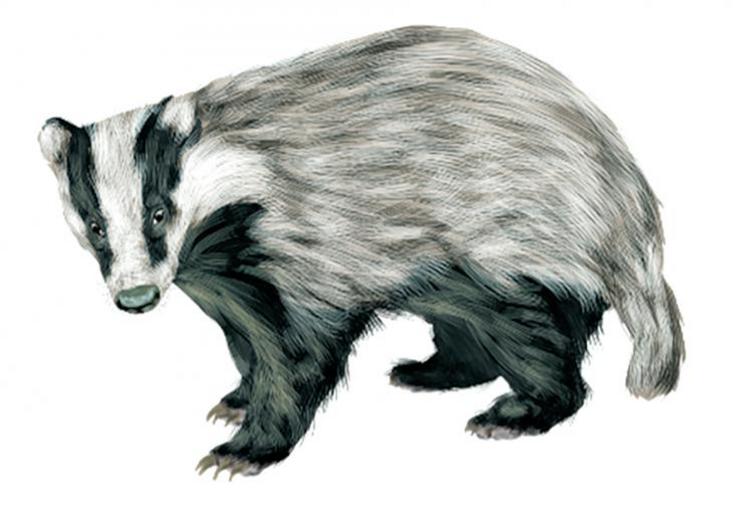 L’arrêté de régulation de l’espèce blaireau est un arrêté pris de façon annuelle.