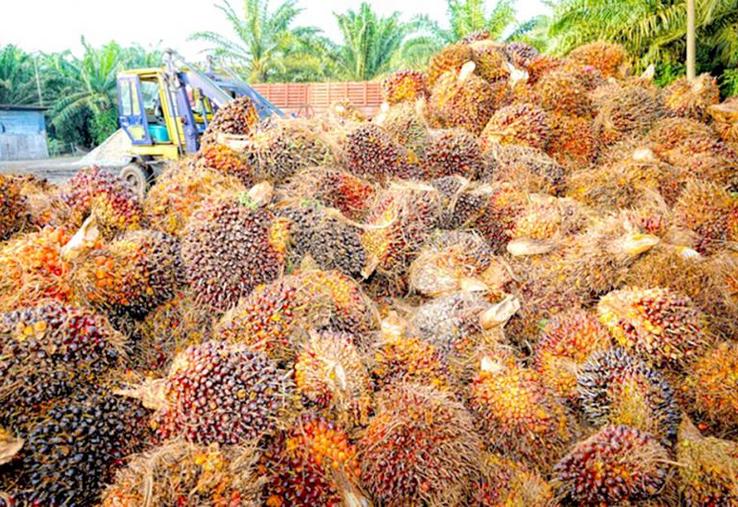 Depuis plusieurs années, l’huile de palme est utilisée de manière croissante dans les carburants avec, pour conséquence, une extension des plantations 
de palmiers à huile qui concourt à la déforestation dans les pays du Sud.