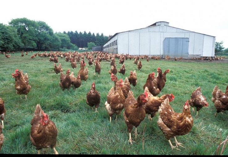 Les coûts de production, en sortie d’élevages, seraient supérieurs d’environ 15 % pour le sol, de 22 % pour le plein air, d’environ 35 % pour le Label Rouge, et sont plus que doublés (+ 113 %) pour les élevages conduits 
selon les règles de l’agriculture biologique, selon les calculs du CNPO.