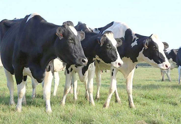 Les maladies métaboliques (acidose, acétonémie, etc.) peuvent être à l'origine d'un bon nombre de maux 
en élevage laitier.