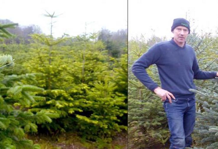 Eddy Goethals cultive 4 ha de Nordmann, d’Épicéas et de Pengens. Chaque année, les 2 000 à 2 500 sapins partent comme des petits pains.