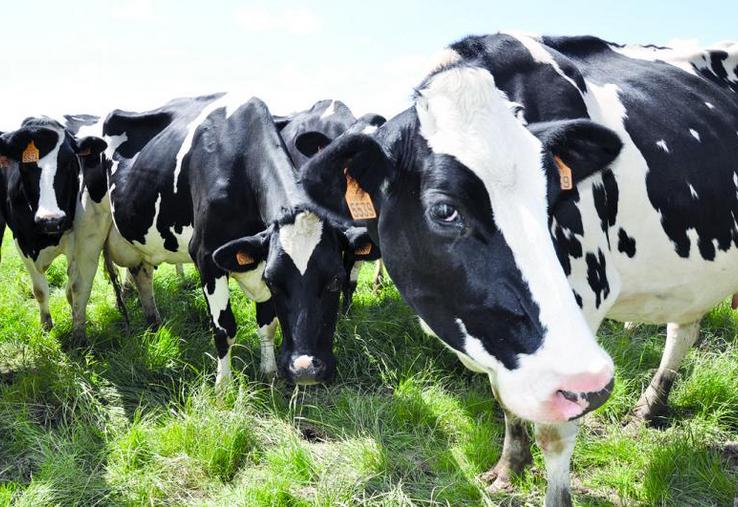 Pour augmenter la production, la solution retenue est d’intensifier la conduite du troupeau.