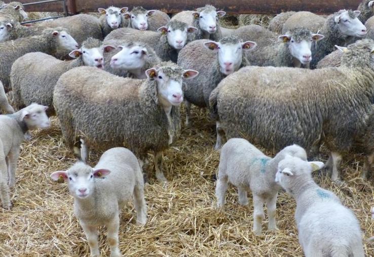Chez Émile Drouvin, éleveur à Longpré-les-Corps-Saint, quatre-cents agneaux doivent partir pour Pâques, mais avec le confinement, la demande est très faible.