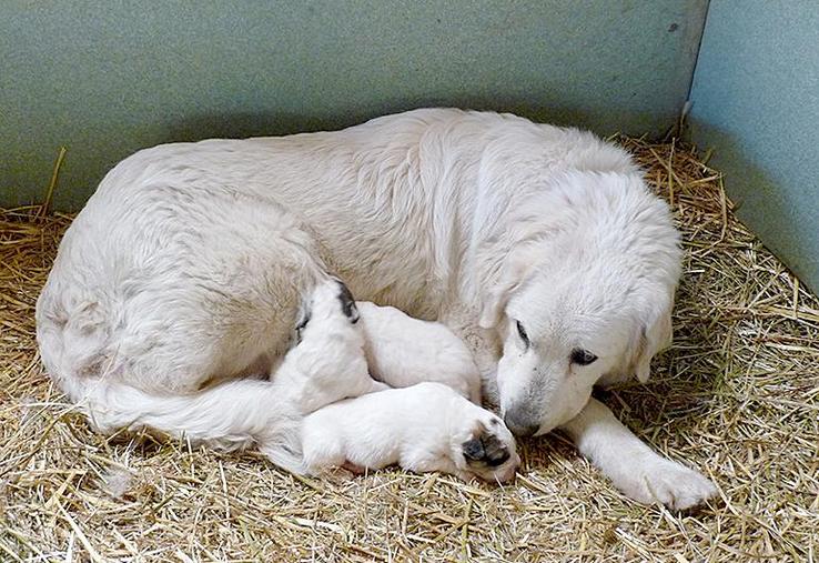Il est important de prendre un chiot issu de parents reconnus pour leurs aptitudes à la protection des troupeaux.