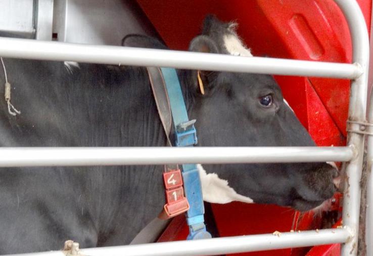 Il n’existe pas une seule fréquentation idéale pour tous les élevages.