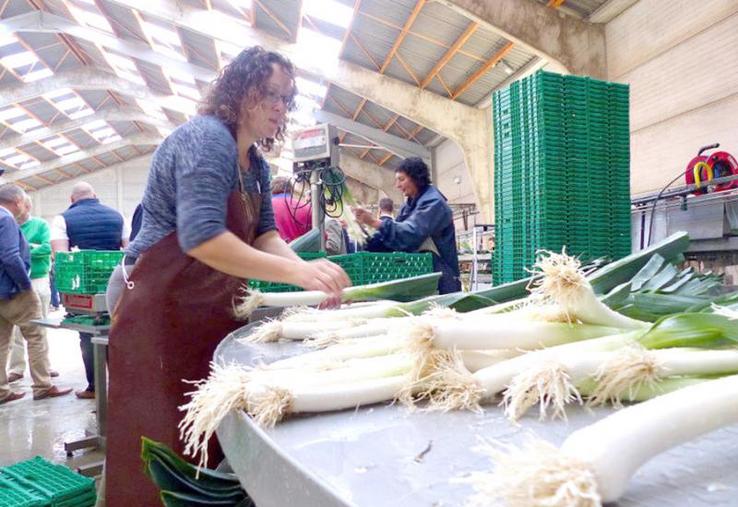 Le conditionnement a démarré le 12 septembre.
