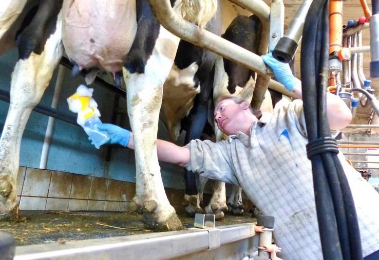 Avoir une vision à moyen terme de son exploitation, faire des choses que l’on aime, avec des personnes avec qui 
on s’entend bien, le tout dans une organisation bien définie : telle serait la recette du bonheur en élevage laitier ?