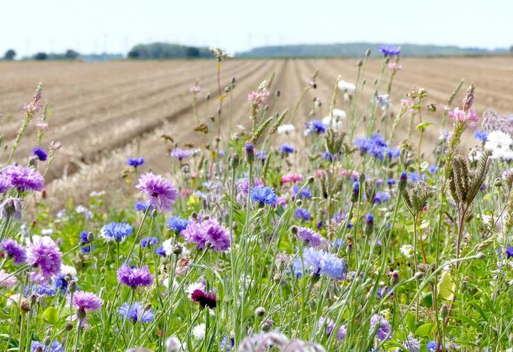 La lutte biologique passe par l’aménagement d’habitats pour les auxiliaires, comme des haies ou des bandes fleuries.