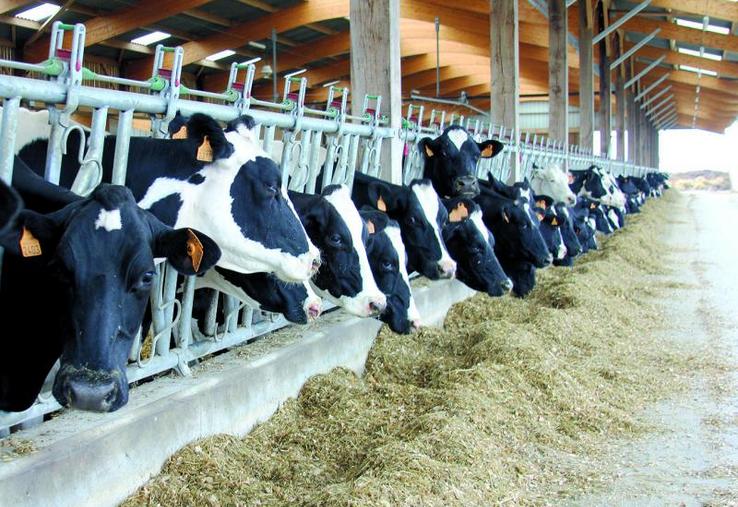 Les cornadis de 5 mètres/7 places et 6 mètres/8 places dominent largement le marché.