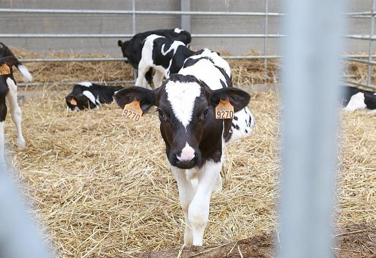 Le logement et le confort du veau jouent un rôle important, tout comme un plan d’alimentation adapté à chaque phase de croissance.
