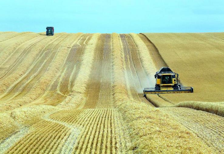 Avec - 47,7 % sur un an, c'est dans le secteur des grandes cultures céréalières que les revenus professionnels ont le plus fortement diminué.
