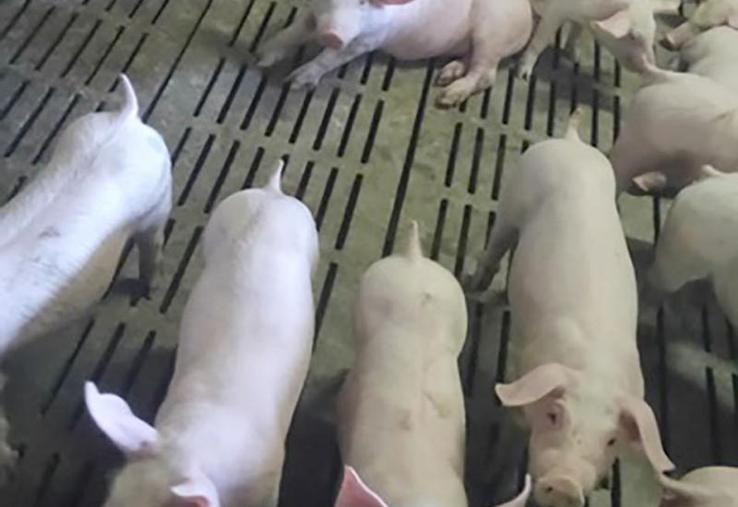 L’amélioration des cours s’est accompagnée en 2019 d’une légère augmentation du poids moyen des animaux abattus, mais le jeu est risqué selon la Cobevial.