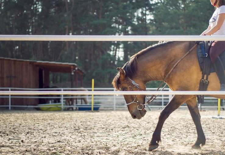 Les déplacements des propriétaires de chevaux sont autorisés uniquement si les centres équestres ne peuvent pas assurer les soins eux-mêmes.