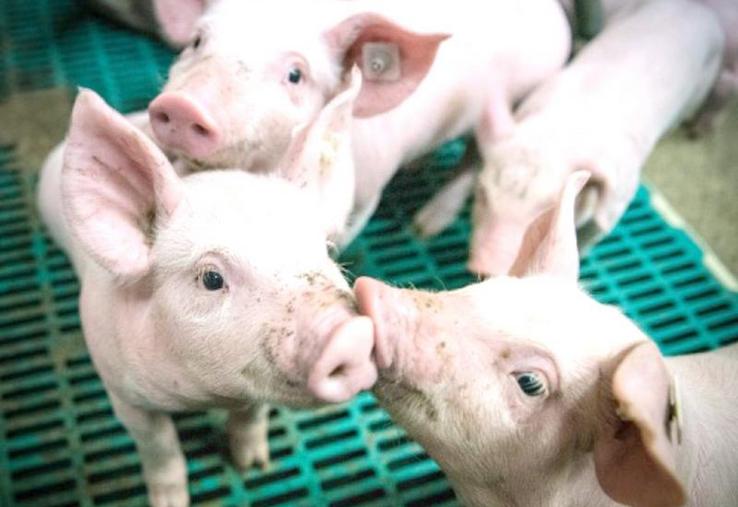 Le texte de loi considère comme une cage l'ensemble des moyens fermés d'élevage tels que cases, boxes, stalles...