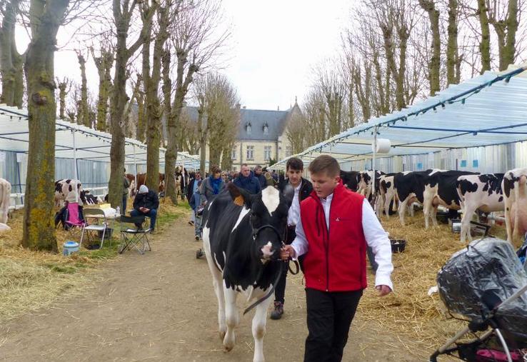Les Prim’Holstein, stars de cette foire... Dès le plus jeune âge ! Soixante-trois éleveurs avaient amené les plus belles vaches de leurs exploitations.