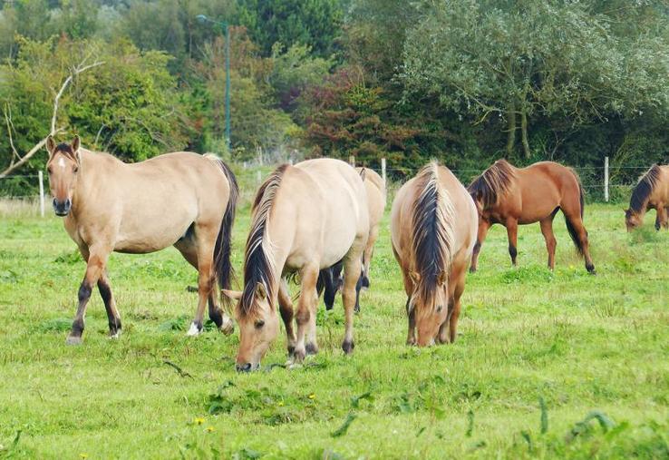Pour Emmanuel Biallais, «le cheval peut être un acteur majeur du développement des territoires». 
Le Henson et son importance dans le tourisme en est la preuve.