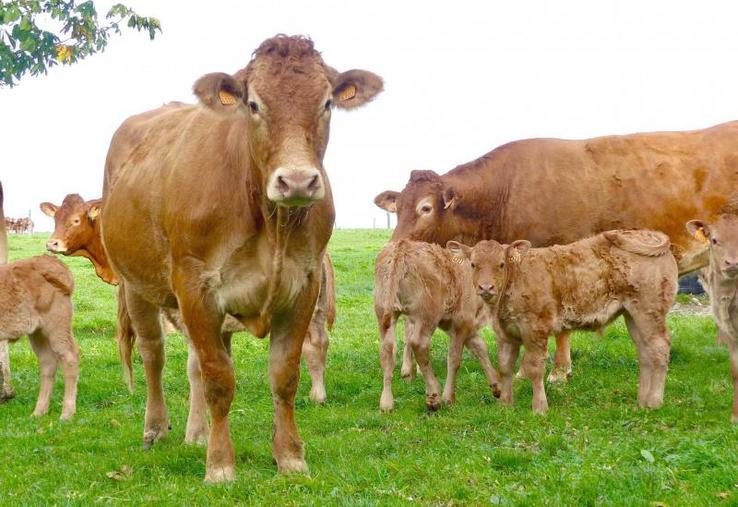 La diversité de l’agriculture française, majoritairement familiale et de taille très modeste, lui a valu, pour la troisième année consécutive, d’être reconnue comme modèle le plus durable au monde par The Economist. 