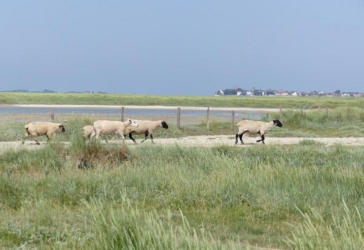 Deux problématiques majeures sont soulevées pour permettre de pérenniser l'élevage d'agneaux AOP : le manque de zones de repli et de qualité à l'abattage.